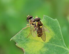 Sphaerophoria rueppellii