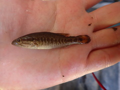 Micropterus