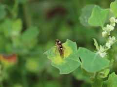 Sphaerophoria rueppellii