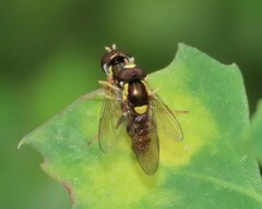 Sphaerophoria rueppellii