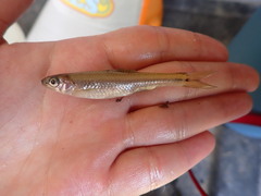 Notropis texanus