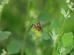 Sphaerophoria rueppellii