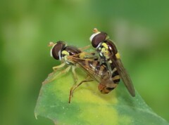 Sphaerophoria rueppellii