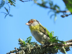 Cyclarhis gujanensis