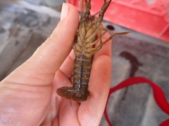 Procambarus