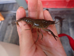 Procambarus