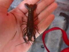 Procambarus