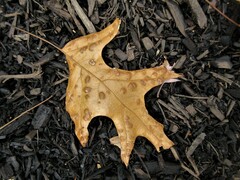 Taphrina caerulescens