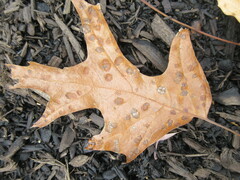 Taphrina caerulescens