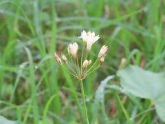 Nothoscordum gracile