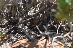 Psammophis leightoni