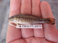 Micropterus