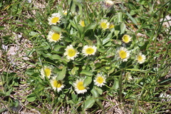 Erigeron uniflorus