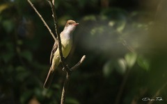 Myiarchus swainsoni