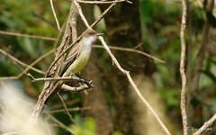 Myiarchus swainsoni