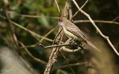 Myiarchus swainsoni