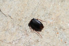 Harpalus rubripes