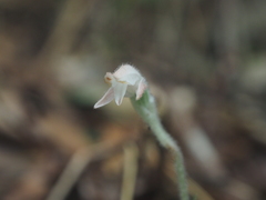 Goodyera schlechtendaliana