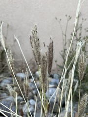 Chloris virgata