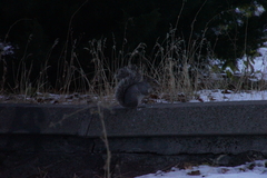 Sciurus carolinensis