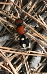 Ronisia brutia