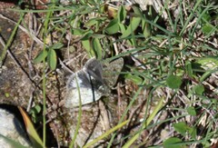 Metaxmeste phrygialis