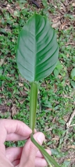 Philodendron propinquum