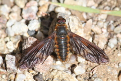 Poecilanthrax ingens