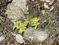 Pinguicula