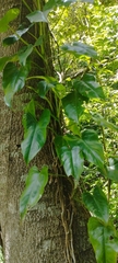 Philodendron propinquum