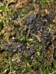 Collema subflaccidum