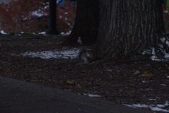 Sciurus carolinensis