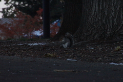 Sciurus carolinensis