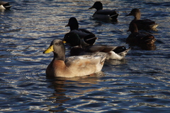 Anas platyrhynchos domesticus