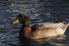 Anas platyrhynchos domesticus