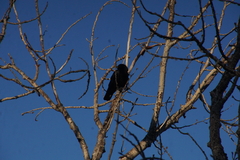 Corvus brachyrhynchos
