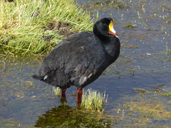 Fulica gigantea
