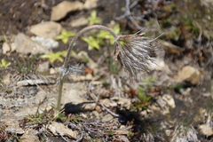 Pulsatilla