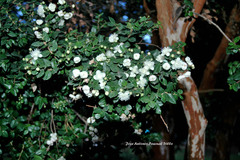Luma apiculata