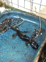 Aneides lugubris