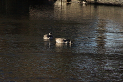 Branta canadensis