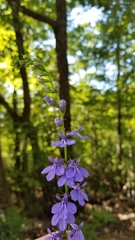 Lobelia