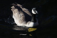 Branta canadensis