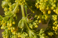 Aceria galiobia