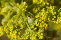 Aceria galiobia