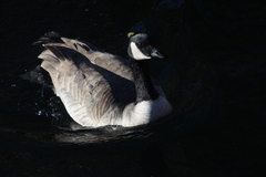 Branta canadensis