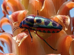 Calidea dregii