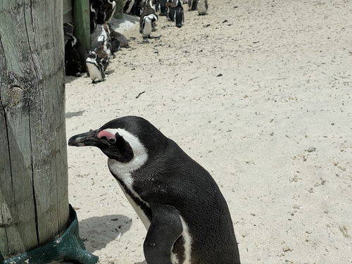 African penguins