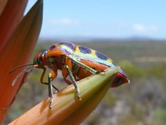 Calidea dregii