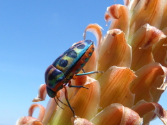 Calidea dregii